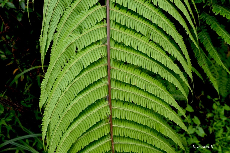 Steiropteris decussata