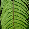 Steiropteris decussata