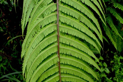 Steiropteris decussata