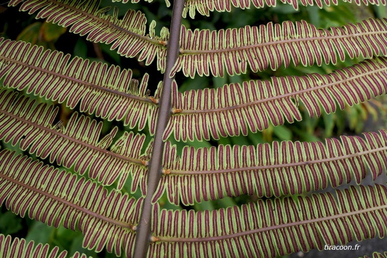 Steiropteris decussata