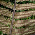 Steiropteris decussata