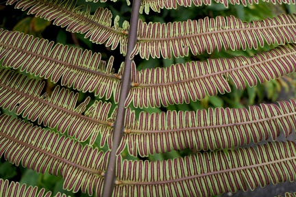 Steiropteris decussata