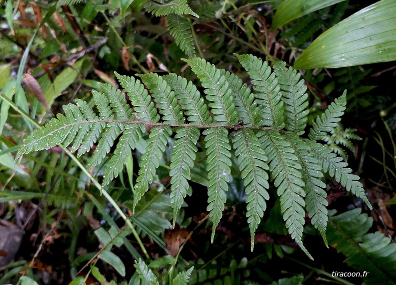 Steiropteris clypeolutata