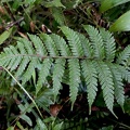 Steiropteris clypeolutata