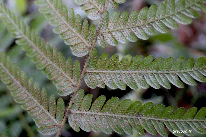 Steiropteris clypeolutata