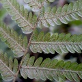 Steiropteris clypeolutata