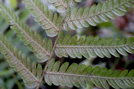 Steiropteris clypeolutata