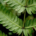 Steiropteris glandulosa