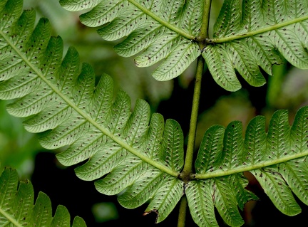 Steiropteris glandulosa