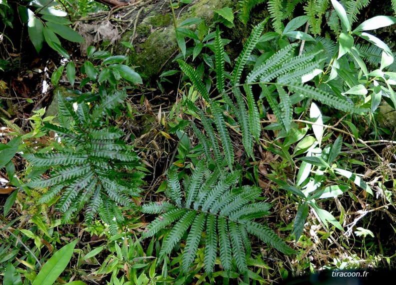 Goniopteris  tetragona