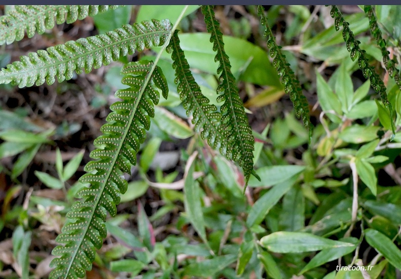 Goniopteris tetragona