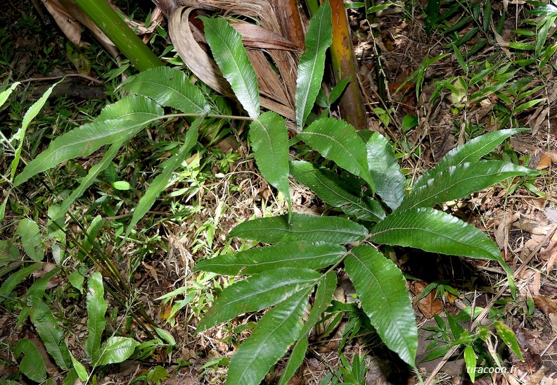 Goniopteris poiteana 