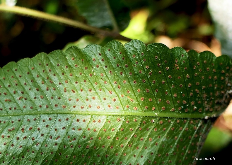 Goniopteris poiteana 