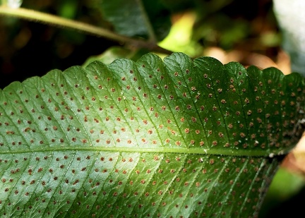 Goniopteris poiteana 