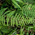 Amauropelta balbisii