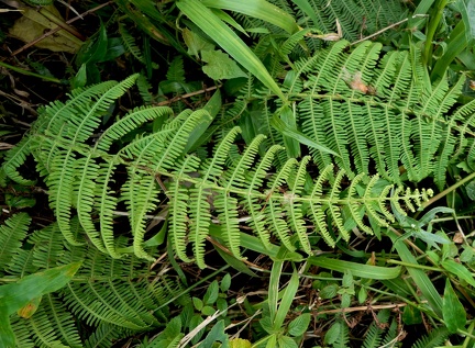 Amauropelta balbisii