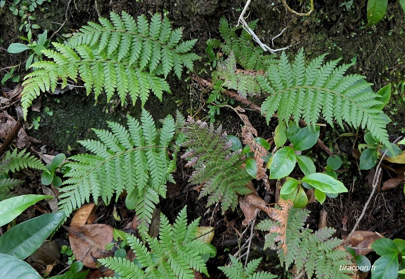 Steiropteris clypeolutata