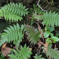 Steiropteris clypeolutata