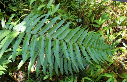 Amauropelta germaniana