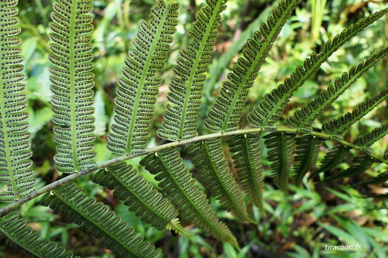 Amauropelta germaniana