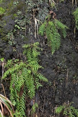 Amauropelta consanguinea