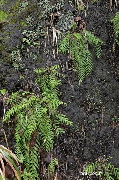 Amauropelta consanguinea