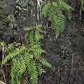 Amauropelta consanguinea