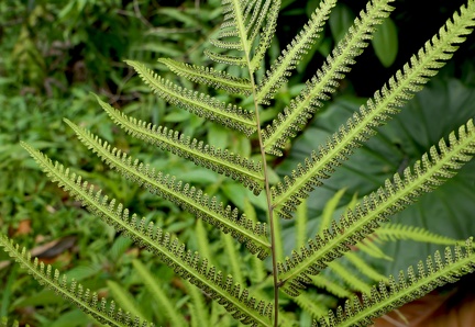 Amblovenatum opulentum 