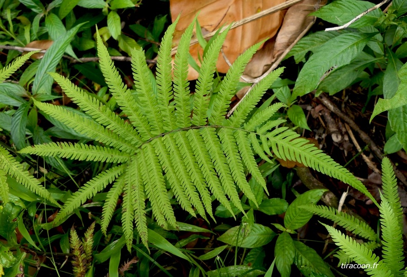 Amblovenatum opulentum 