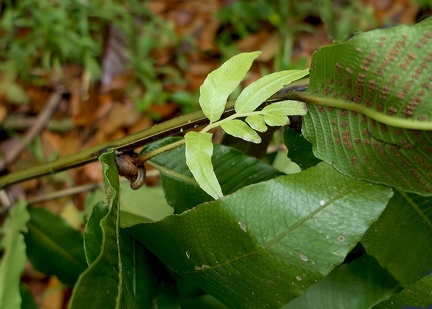 Meniscium reticulatum