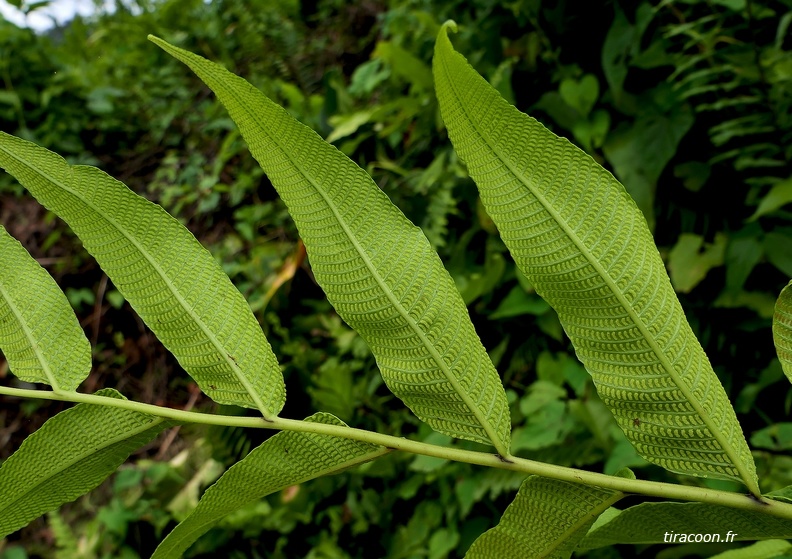 Meniscium reticulatum