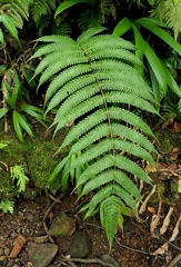 Steiropteris glandulosa