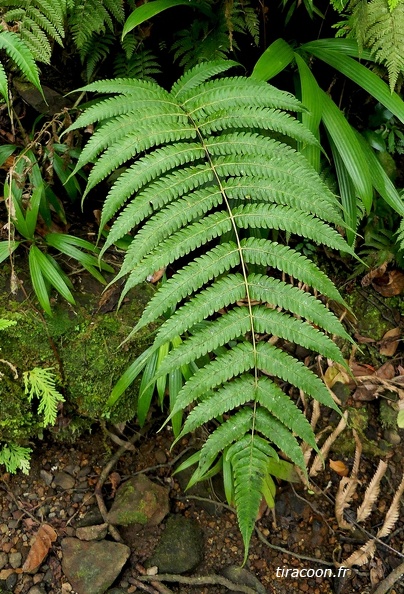 Steiropteris glandulosa