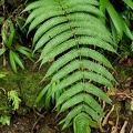 Steiropteris glandulosa