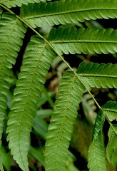 Steiropteris glandulosa