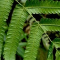 Steiropteris glandulosa