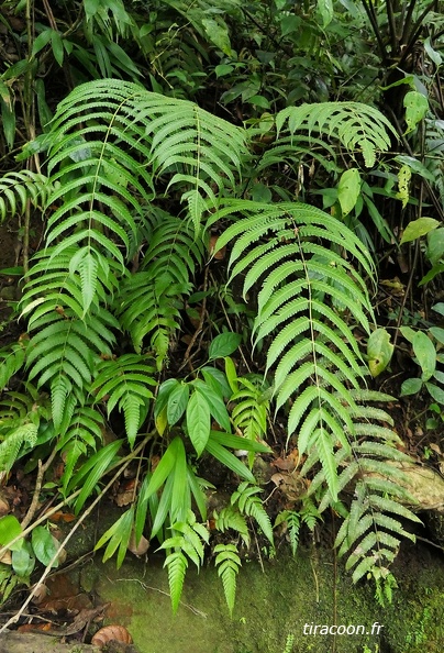 Steiropteris glandulosa