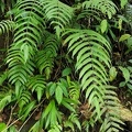 Steiropteris glandulosa