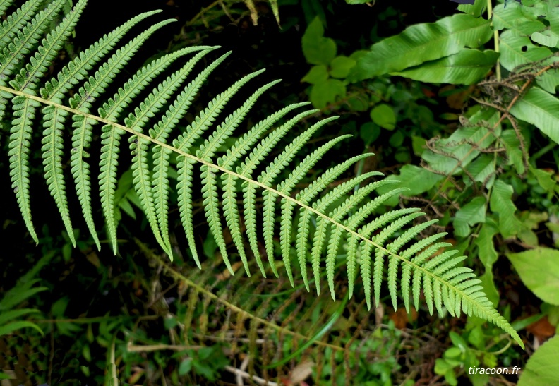 Vue d'une fronde avec sa décroissance de la taille des pennes vers l'apex, Amauropelta sp. Trois-Rivières. P1310213M.jpg
