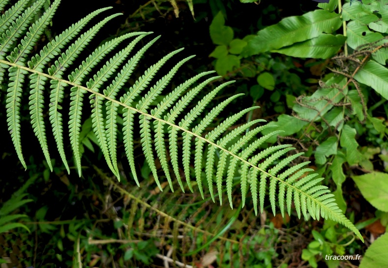 Amauropelta sp.