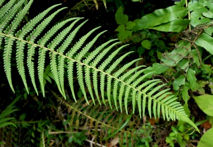 Amauropelta sp.