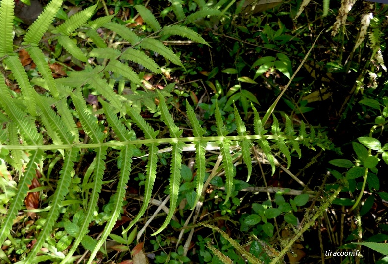 Amauropelta sp.