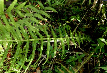 Amauropelta sp.