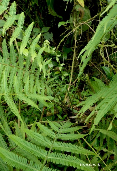 Amauropelta balbisii