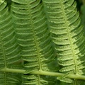Amauropelta balbisii