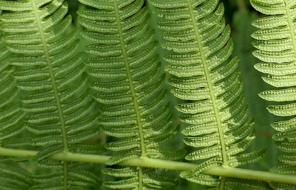 Amauropelta balbisii