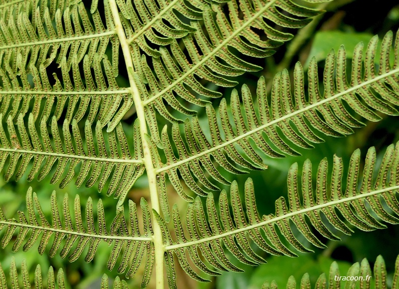 Amauropelta balbisii