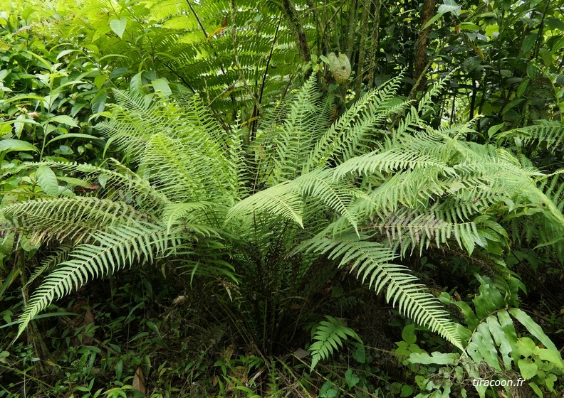 Amauropelta sp.