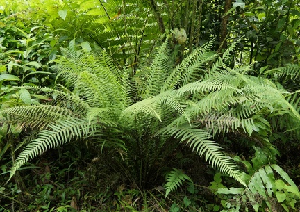 Amauropelta sp.