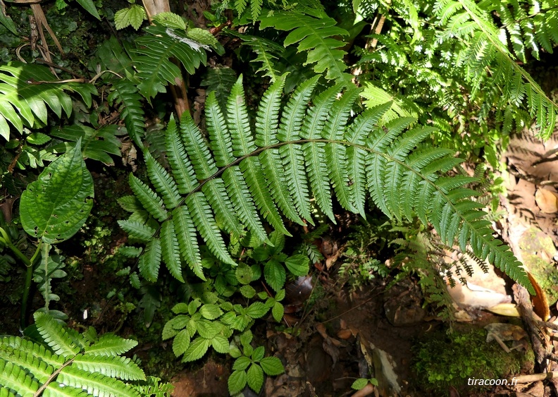 Amauropelta linkiana